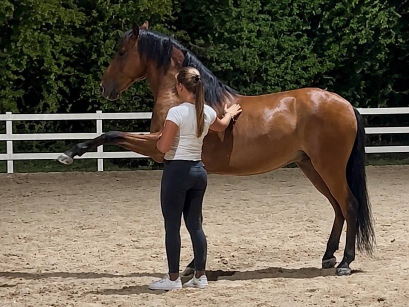 Anaëlle Stanislao Pascual au travail à pied avec Norte CA, un cheval bai, antérieur levé.